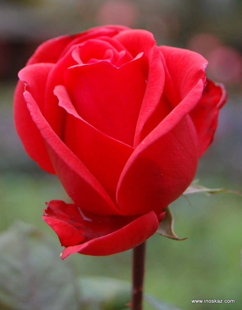Рожева троянда